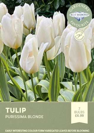 Tulip Purissima Blonde