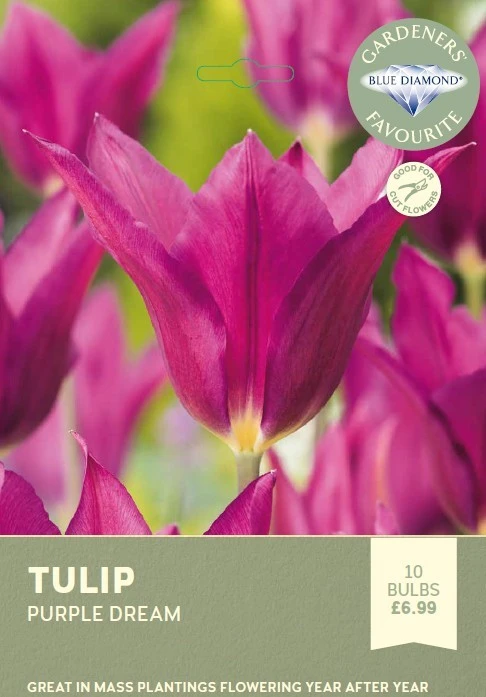Tulip Purple Dream