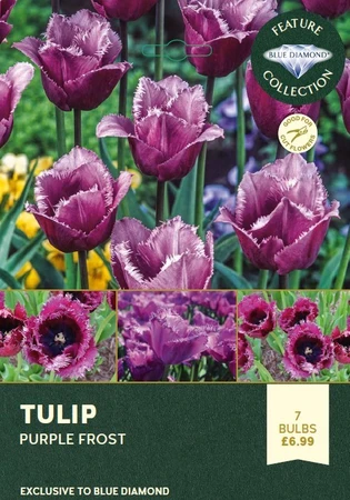 Tulip Purple Frost