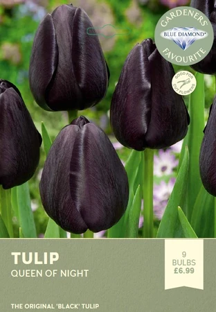 Tulip Queen of Night