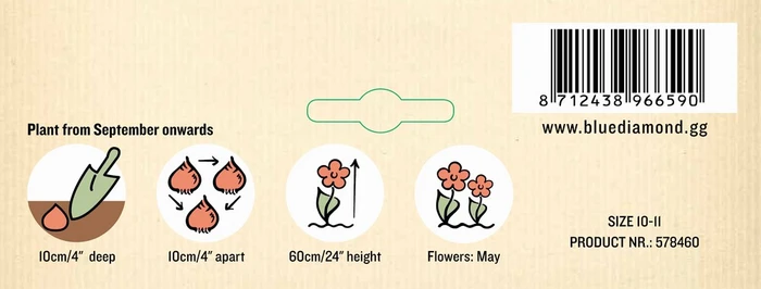 Tulip Queen of Night GF - image 3