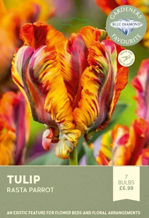 Tulip Rasta Parrot
