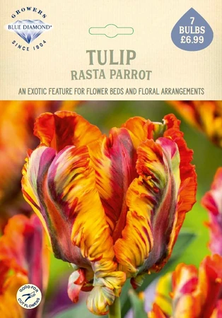 Tulip Rasta Parrot NE
