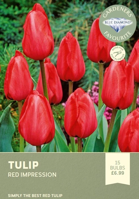 Tulip Red Impression