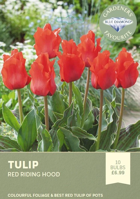 Tulip Red Riding Hood