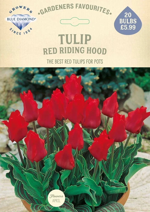 Tulip Red Riding Hood GF - image 2