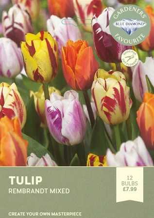 Tulip Rembrandt Mixed