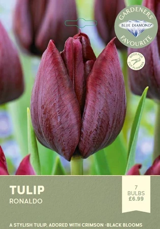 Tulip Ronaldo