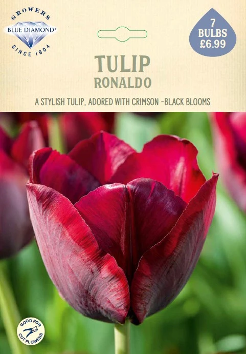 Tulip Ronaldo NE