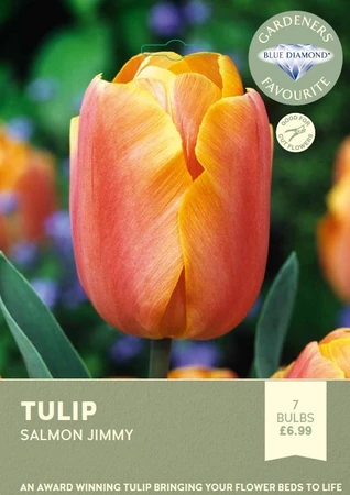 Tulip Salmon Jimmy