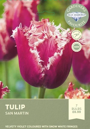Tulip San Martin