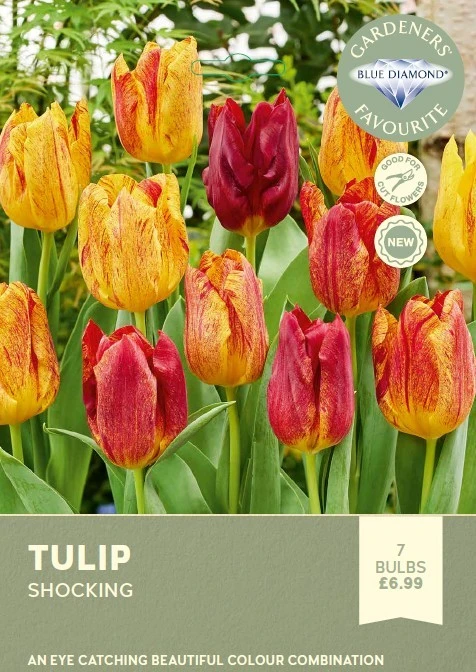 Tulip Shocking