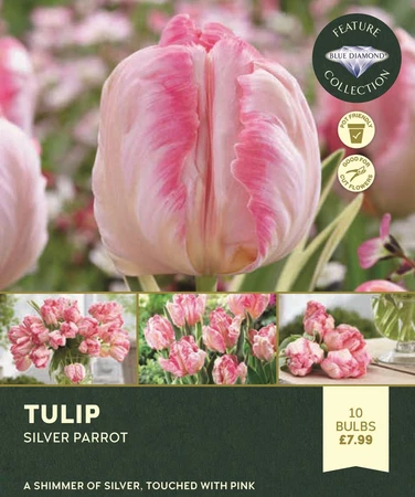 Tulip Silver Parrot