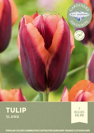 Tulip Slawa