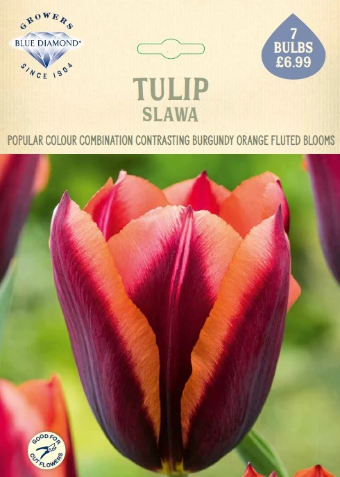 Tulip Slawa NE