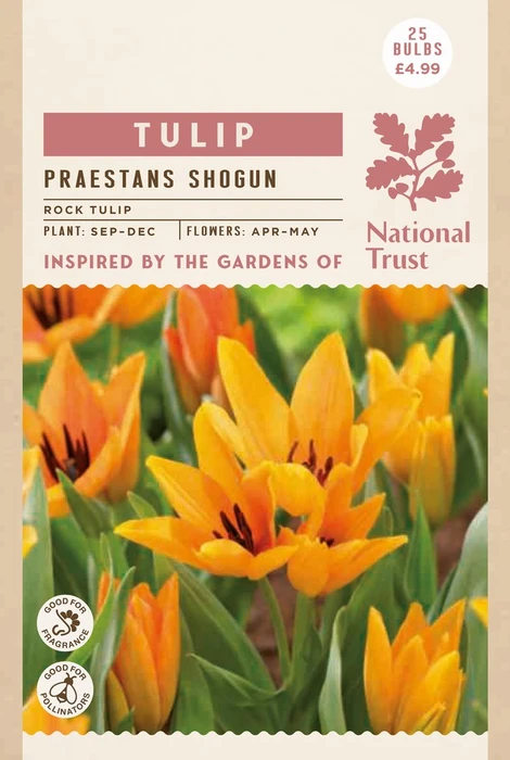 Tulip Specie Praestans Shogun - image 2