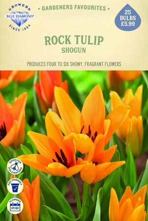 Tulip Specie Praestans Shogun - image 1