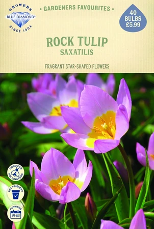 Tulip Specie Saxatilis - image 1