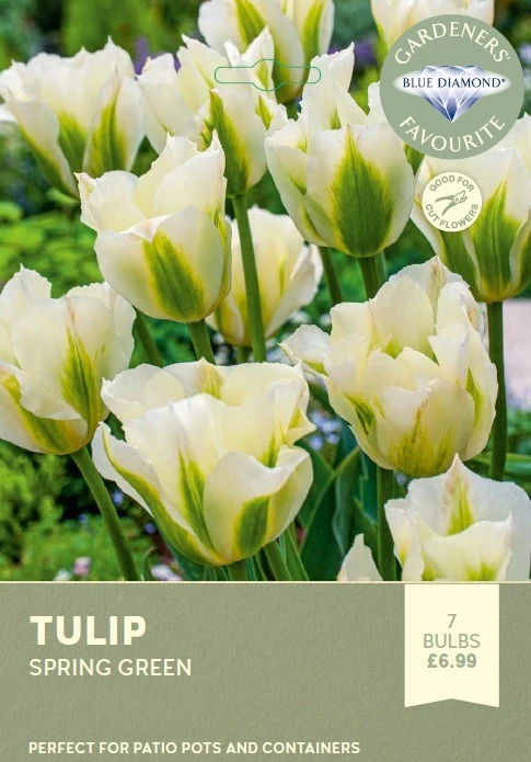 Tulip Spring Green