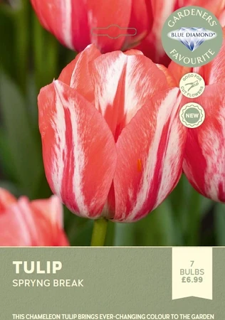 Tulip Spryng Break