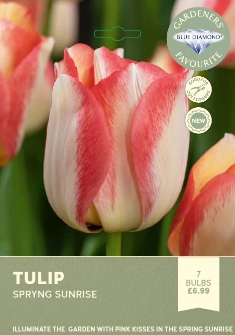 Tulip Spryng Sunrise