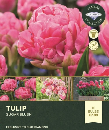 Tulip Sugarblush