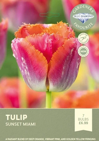 Tulip Sunset Miami