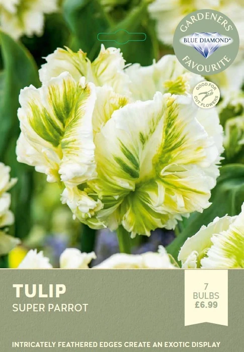 Tulip Super Parrot