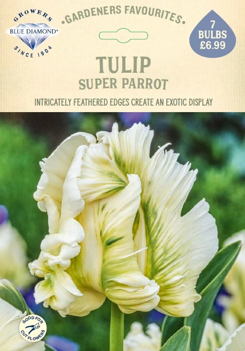 Tulip Super Parrot GF