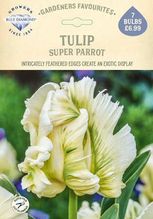 Tulip Super Parrot GF