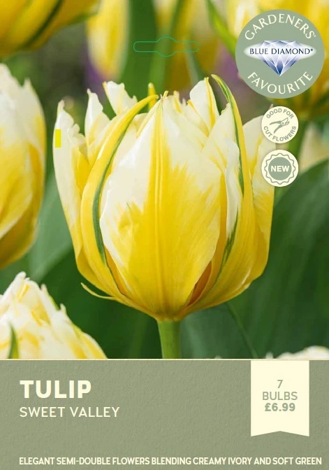 Tulip Sweet Valley