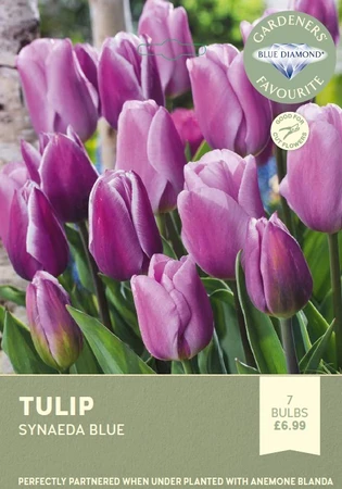 Tulip Synaeda Blue