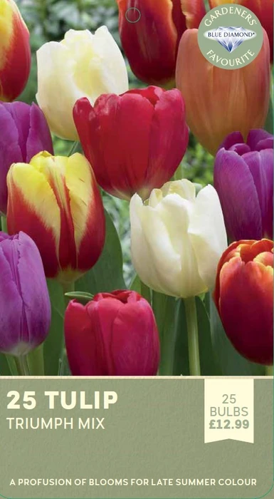 Tulip Triumph Mix