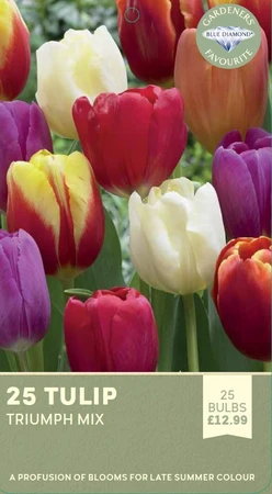 Tulip Triumph Mix