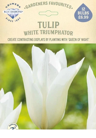 Tulip White triumphator GF