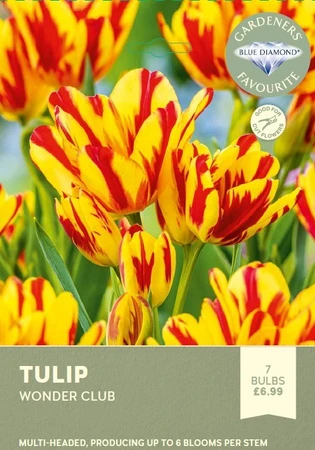 Tulip Wonder Club