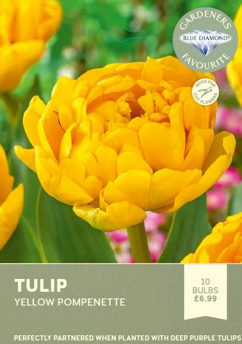 Tulip Yellow Pompenette