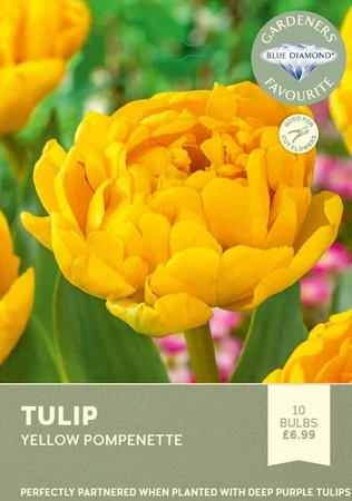 Tulip Yellow Pompenette