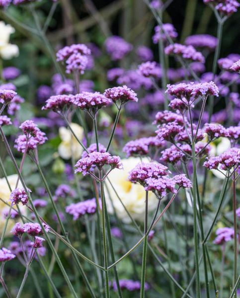 VERBENA bonariensis