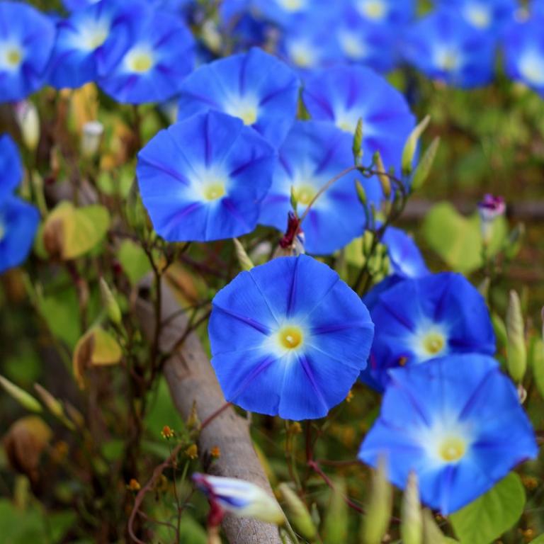 MORNING GLORY Heavenly Blue 