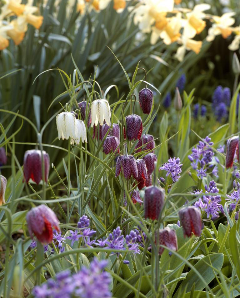 ‘Snakeshead Fritillary’