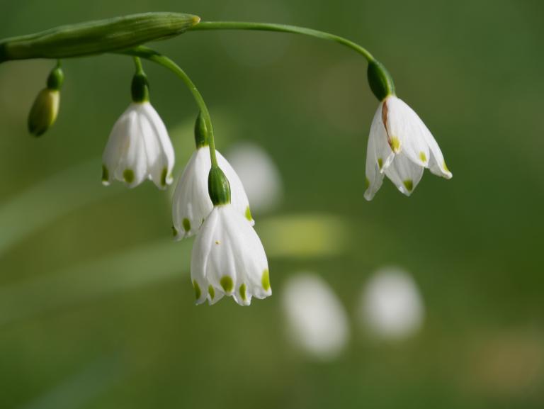 ‘Spring Snowflake’ (Leucojum aestivum)