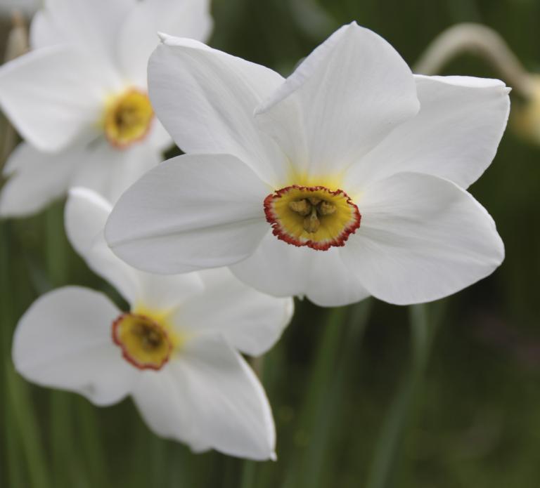 ‘Pheasant’s eye’ daffodil (Narcisuss poeticus)