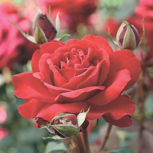 Blythe House Hospice - Duchess of Devonshire Rose