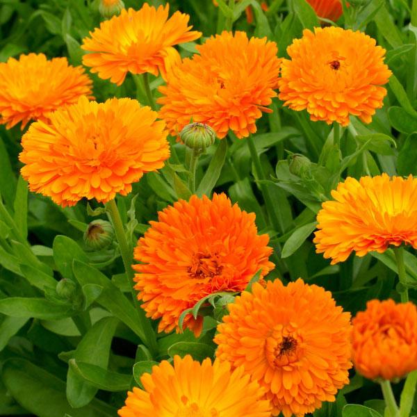 CALENDULA Orange King 