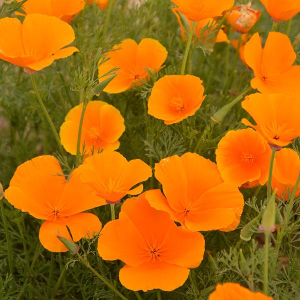 CALIFORNIA POPPY Orange King 