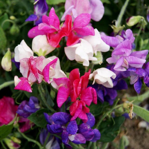 Sweet Pea Cupid Mixed