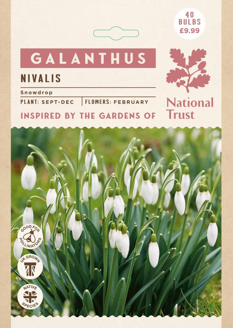 Galanthus nivalis
