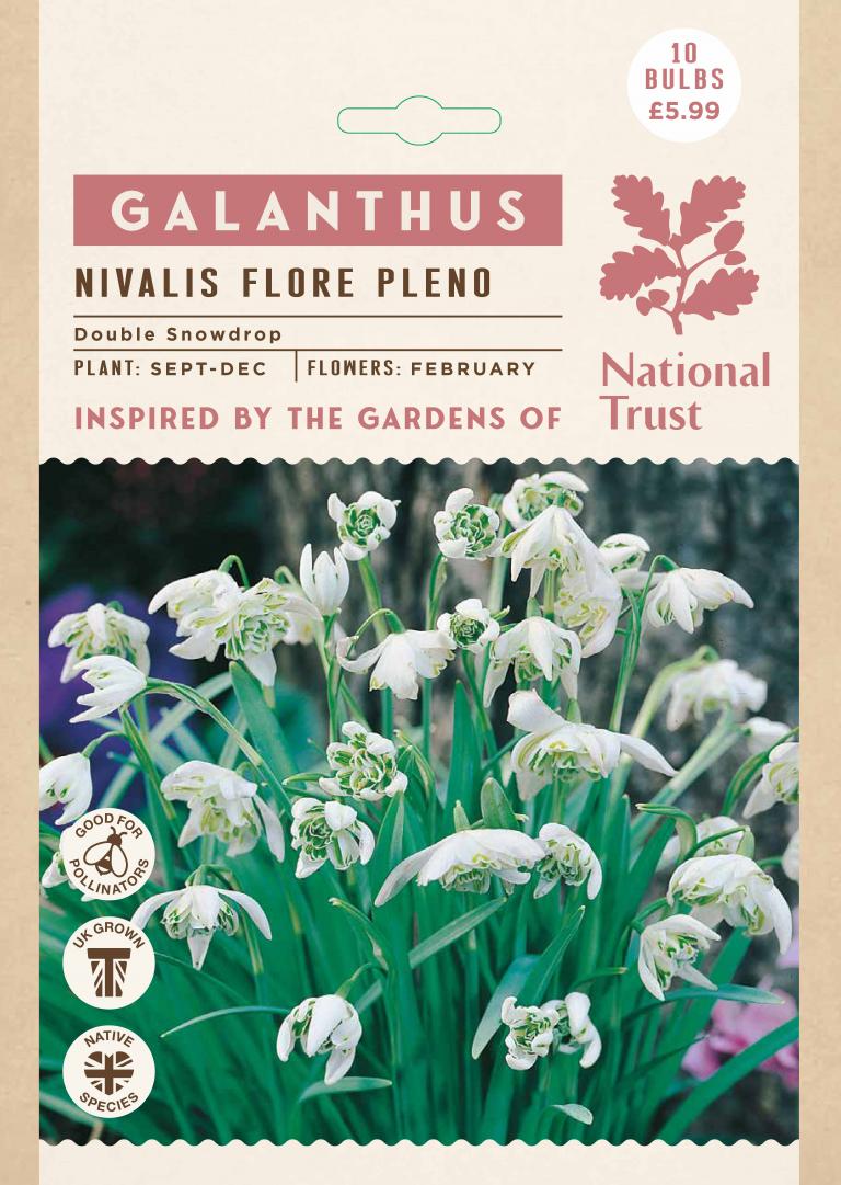 Galanthus nivalis ‘Flore pleno’