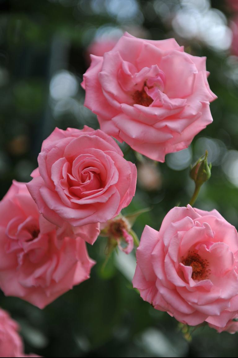 Rosa 'Agatha Christie'